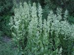PoukeepsieFalseHelleboreJuly25,2011 021.JPG