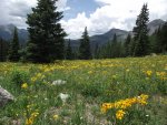 FieldOfOrangeSneezeweedJuly25,2011 162.JPG