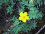 PoukeepsieSilverweed July25,2011 014.JPG