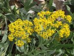 SenecioJuly25,2011 174.JPG