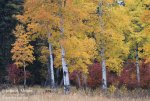 trees-fall-color-Murie-Ranch_6530.jpg