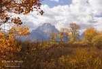 Mount-Moran-fall-color_6272.jpg