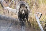 grizzly-walks-log_5762.jpg