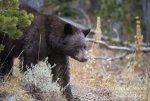 black-bear_5694.jpg
