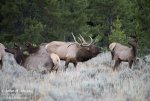 bull-elk-bugling-in-harem_6465.jpg