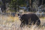 grizzly-bear_3817.jpg