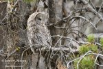 great-grey-owl_5998.jpg