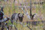grizzly-by-burned-logs_5753.jpg