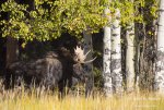 bull-moose-coming-out-of-woods_4111.jpg