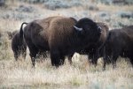 bison-male-smells-female_5003.jpg
