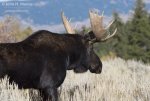 bull-moose-passing-close_4752.jpg