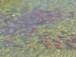Spawning Kokanee at Eureka MT (2) (1280x960).jpg