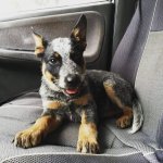 canopy and dust 046.jpg