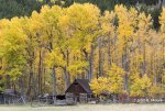 Montana-cabin-fall-colors_5066.jpg Montana-cabin-fall-colors_5066.jpg