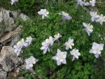 American Basin Colorado Columbine.JPG