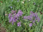 A beautiful Penstemon plus red King's Crown, white bistort, and Green Bluebells.JPG