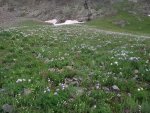 Hordes of Colorado Columbine amongst paintbrush, alpine avens, bistort, etc.JPG