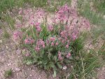 Alpine Praire Smoke on the tundra.JPG