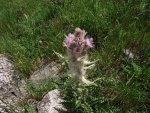 An American Basin thistle in bloom..JPG