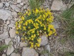 An alpine Goldenweed .JPG