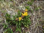 An alpine tundra Senecio species about to blossom.JPG