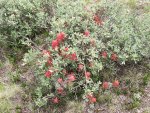 A bright red Wyoming Paintbrush parasitizing a shrubby subalpine willow .JPG