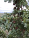 New Engleman Spruce cones and vegetation along the Continental Divide.JPG