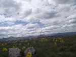 Hymenoxys grandiflora and distant Uncompahgre Peak from near Lake City.JPG