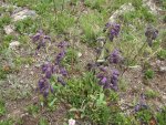 Whipple's Penstemon high on the alpine tundra along the Continental Divide.JPG