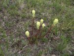 Western yellow paintbrush on the alpine tundra.JPG