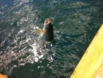 Montana 2011 158.jpg