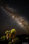 Milky Way over giant Yucca plants in the Chihuahuan Desert