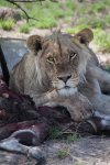 central-kalahari-lion-with-kill-thinking.jpg