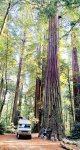 Redwood Hug-4.jpg