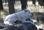 Wolf at Bearizona Resize 10-13-19.jpg