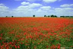natalie-poppies-web-900x600.jpg