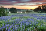 Bluebonnet-Sunrise-on-a-Country-Road-in-the-Texas-Hill-Country.jpg