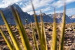 Yucca Plant Framing Mountain Biker Hitting Jump on Landmine Loop.jpg