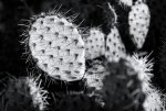Prickly Pear Cactus in Monochrome.jpg