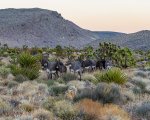 Wild Burros at Red Rock Canyon NCA-Edit.jpg