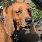 Screen Shot 2019-12-14 at 12.02.10 PM.png Screen Shot 2019-12-14 at 12.02.10 PM.png