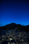 Ocotillo Plant in the shadows of a desert mesa under starry sky