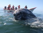 BajaWhalesB.JPG