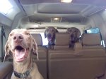 dogs10.jpg