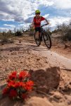 Mountain Biker Descending Bull Run Past Blooming Indian Paintbrush Wildflowers.jpg