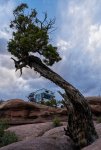 Twisted Juniper Tree and Dramatic Sky Above Overlanding Campsite near Moab-Edit.jpg