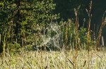 Spiderweb.jpg Spiderweb.jpg