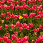Yellow Tulip in Red Sea.jpg