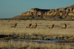 5 Elk.JPG