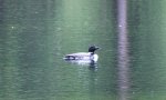 Common Loon .jpg